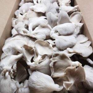 Buy Oyster Mushrooms online